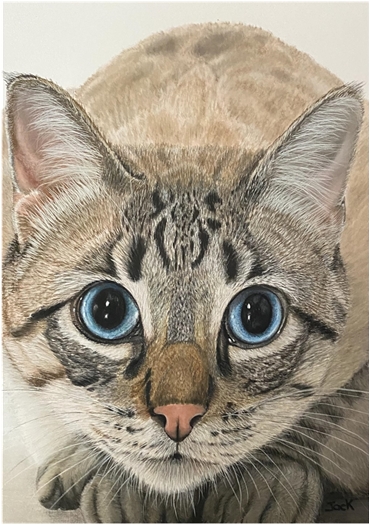 blue eyed tabby cat