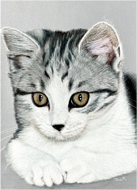 Grey Kitten 