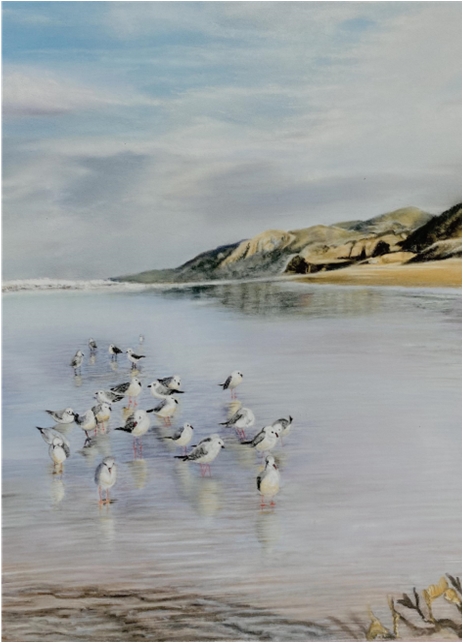 Seagulls 