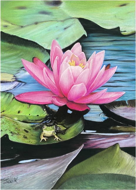 Pink Waterlily 