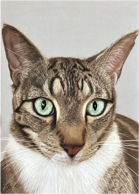 Tabby Cat