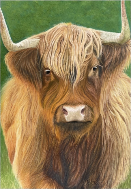 Highland Cow