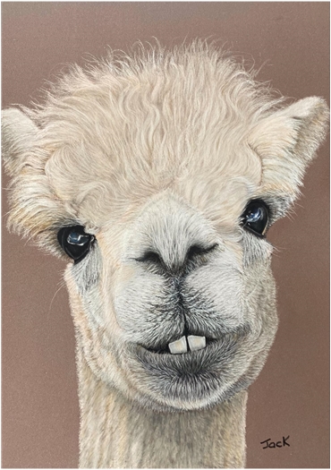 Alpaca