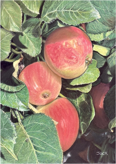 Apples