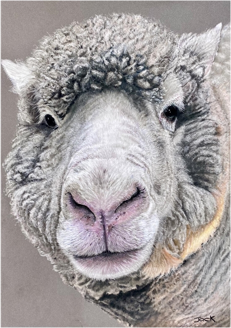 Sheep