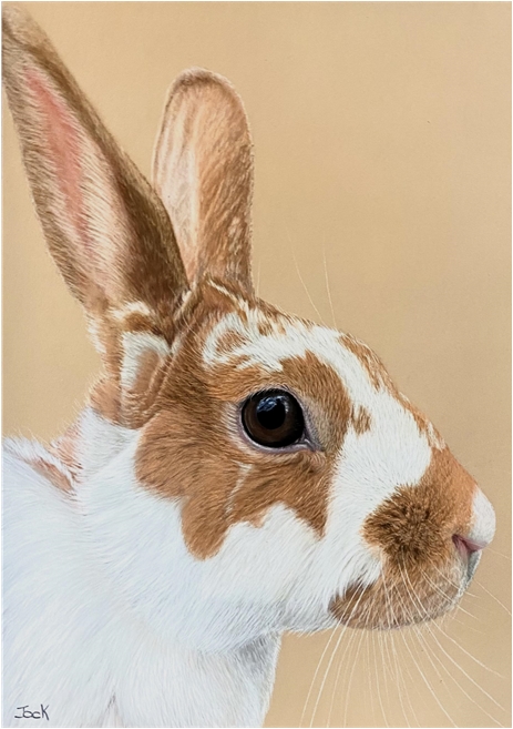 Rabbit