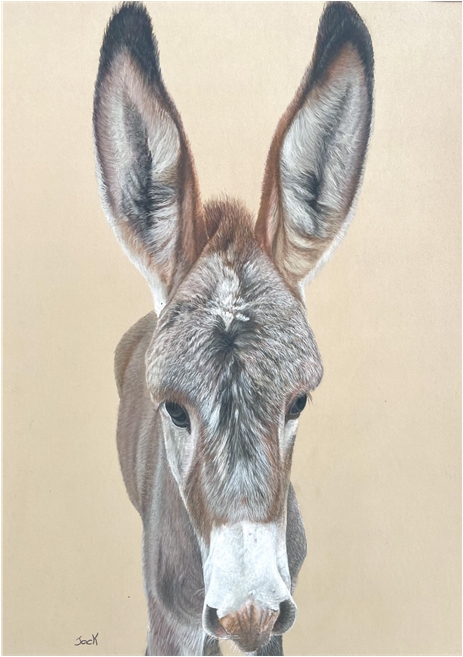 Donkey