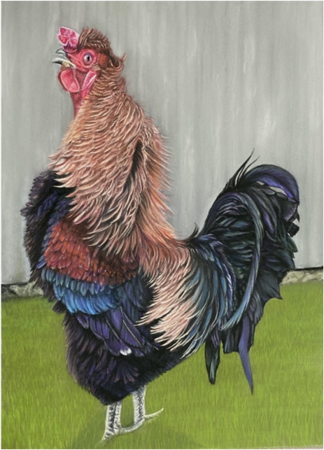 Rooster