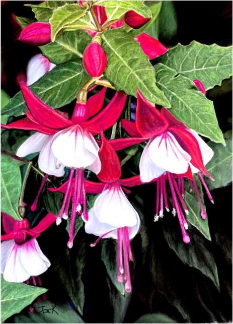 fuschias