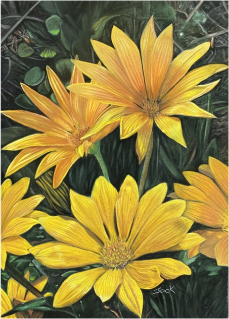 golden gazanias