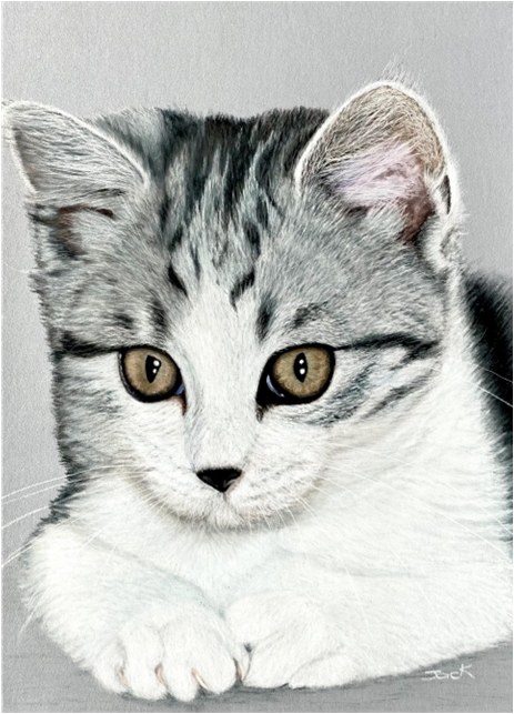 Grey Kitten