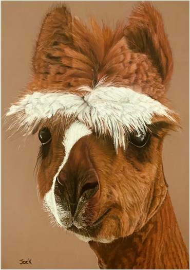 Alpaca