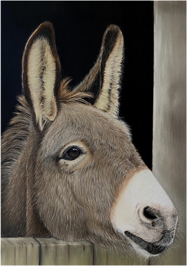 Donkey