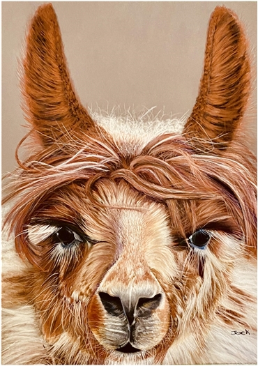 Llama