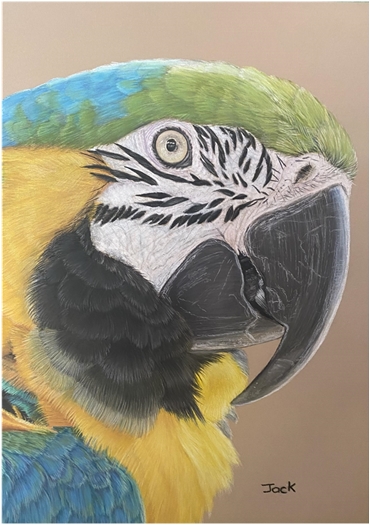 Parrot