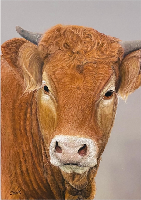 Cow
