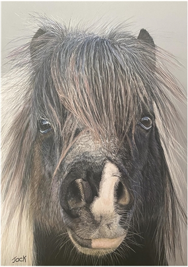 Pony