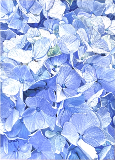 Blue Hydrangea