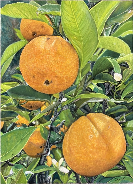 oranges