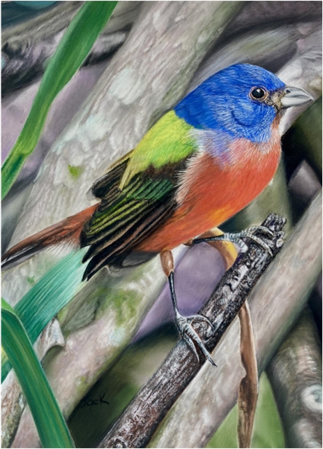 Bird