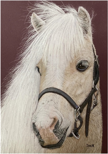 Pony