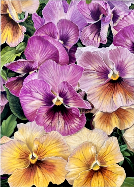 Pansies