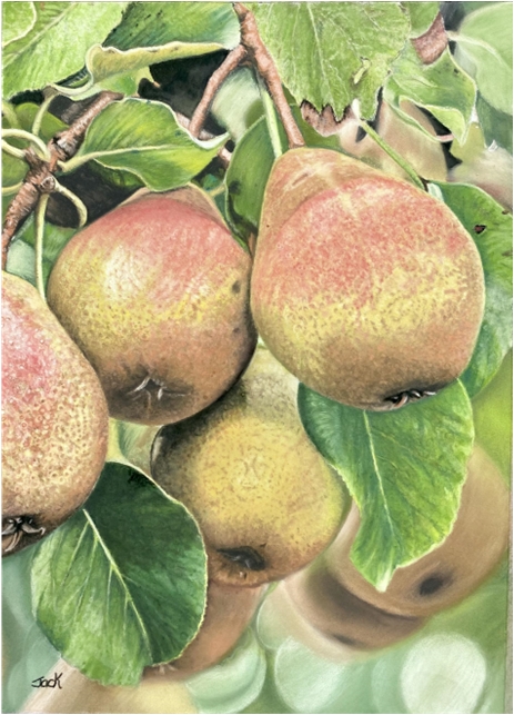 Pears
