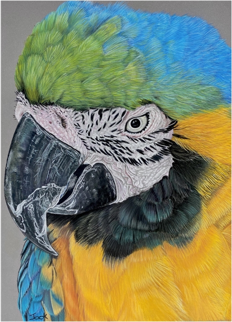 Macaw Parrot