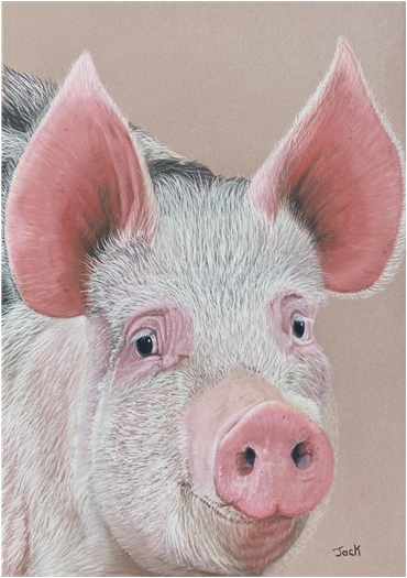 Pig