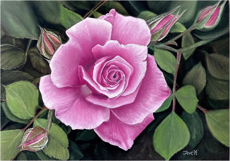Rose