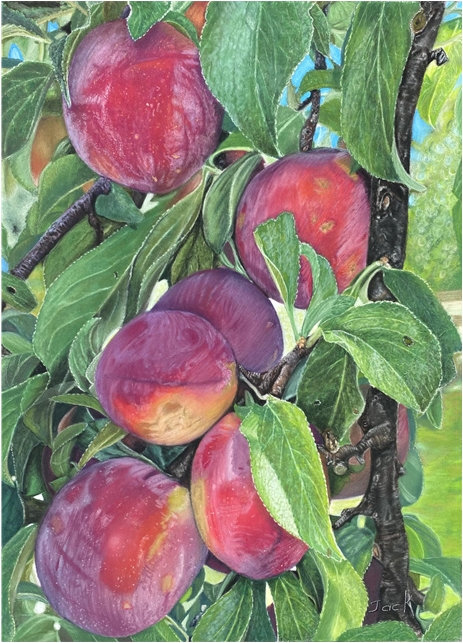 Plums