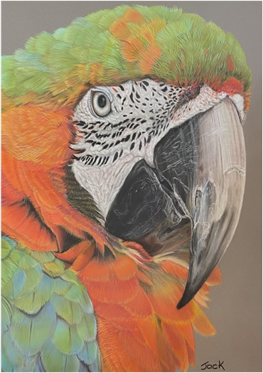 Parrot