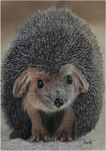Hedgehog