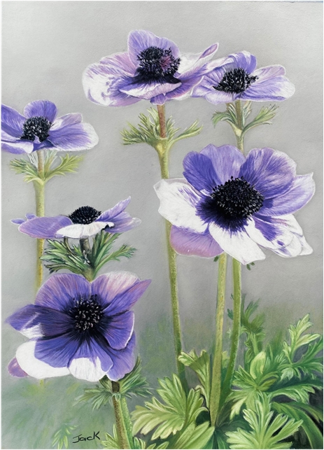 Purple Anemones