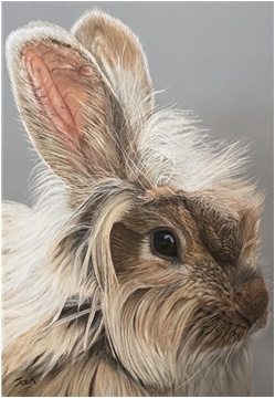 Rabbit