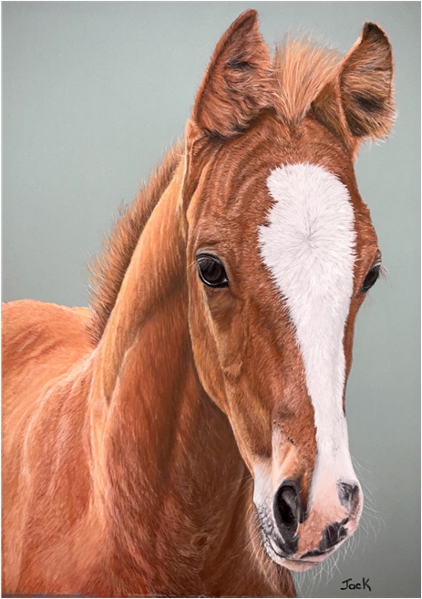 Chestnut foal