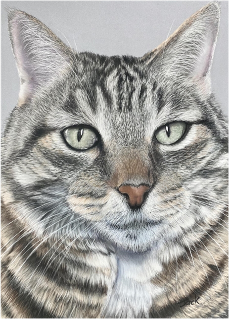Tabby Cat