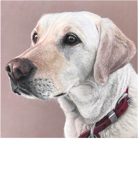 Labrador
