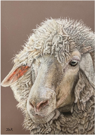 Sheep