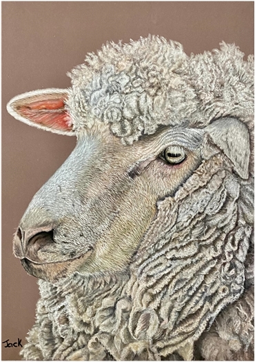 Sheep