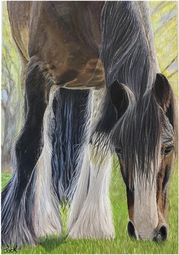 Shire Horse