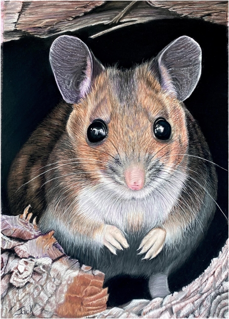 Mouse
