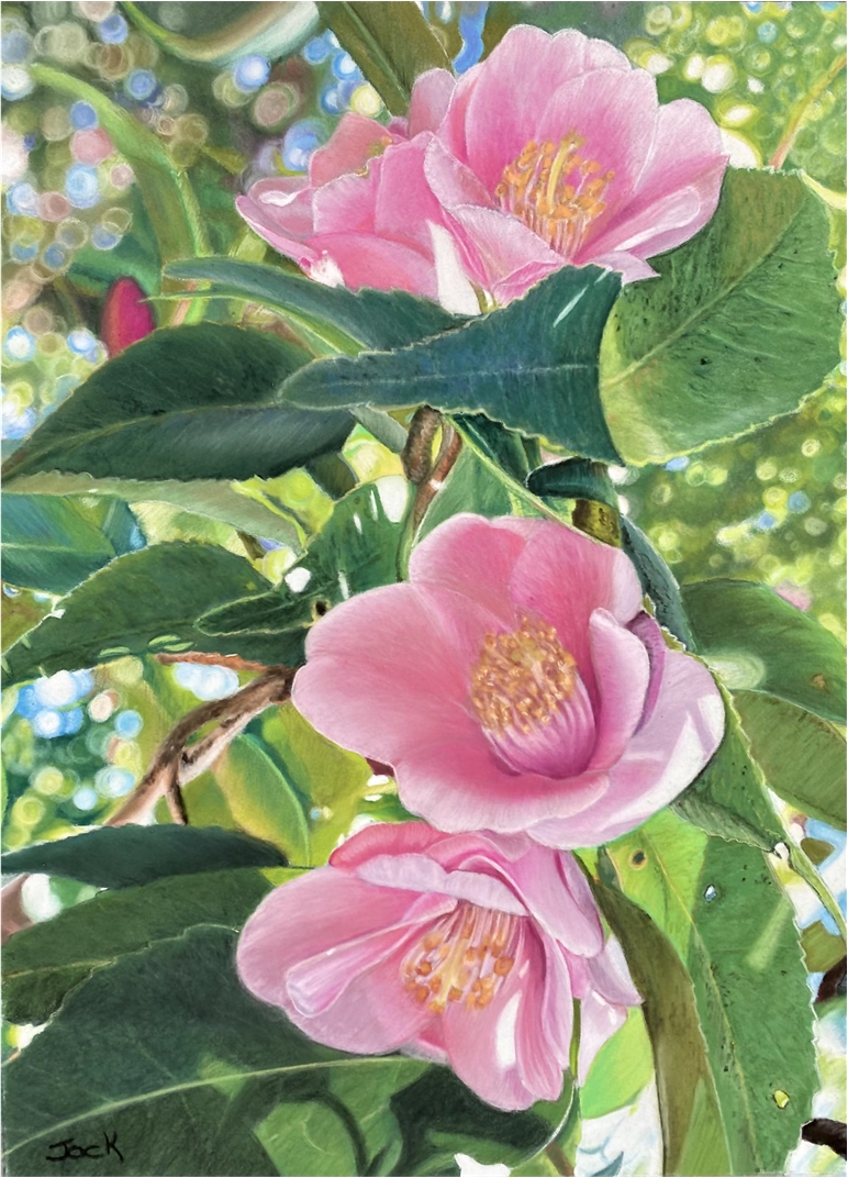Pink Camellias