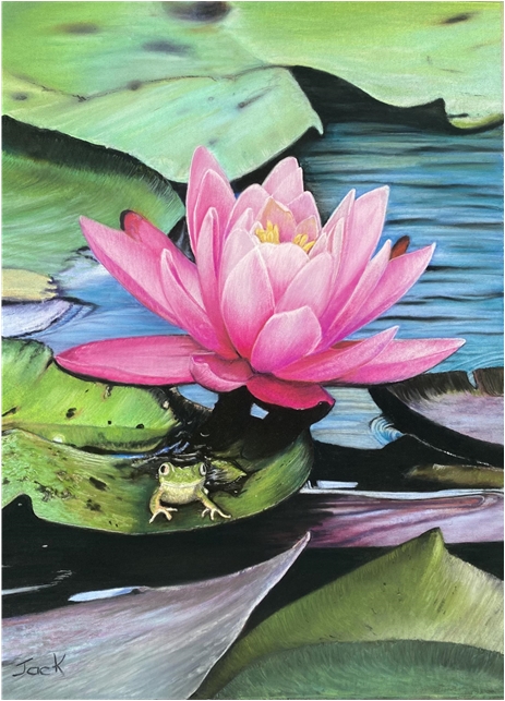 Pink Waterlily
